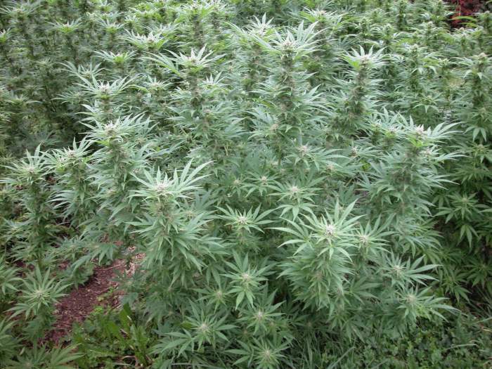 bush_01.jpg?w=2000&h=